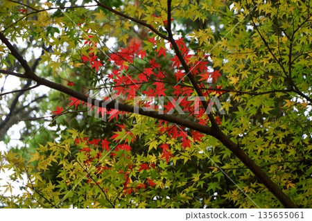 The crimson in the center burns in silence 135655061