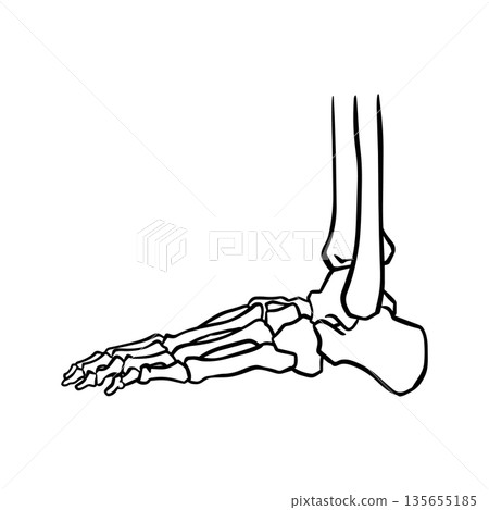 Anatomy of bone ankle toe talus Anatomy of bone ankle toe talus 135655185
