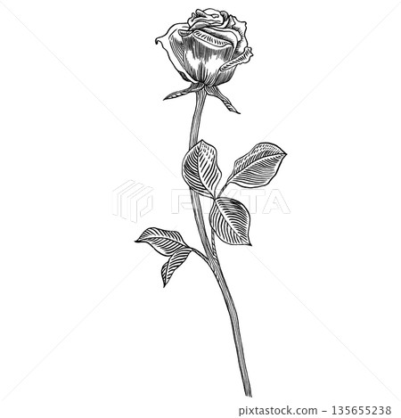 Rose flower, stem with leaves, hand drawn drawing in gravure style, sketch vector illustration, design element. For printing card and invitation of the wedding, birthday, Valentine's Day, mother's day Rose flower, stem with leaves, hand drawn drawing in gravure style, sketch vector illustration, design element. For printing card and invitation of the wedding, birthday, Valentine's Day, mother's day 135655238
