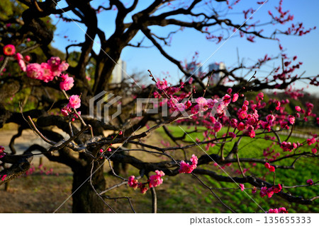 春天：濱離宮庭園和薰留建築群的紅梅花盛開 135655333