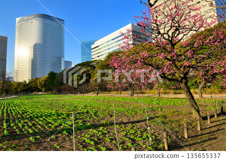 春天:濱離宮庭園和薰留建築群的紅梅花盛開 春天:濱離宮庭園和薰留建築群的紅梅花盛開 135655337