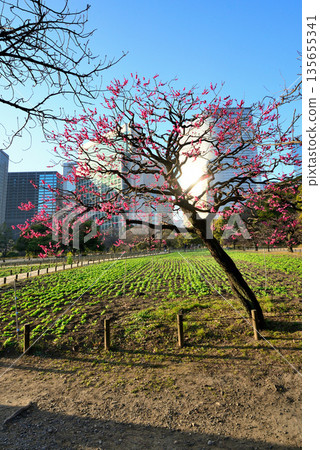 Spring: Red plum blossoms bloom in Hamarikyu Gardens and the Shiodome Buildings Spring: Red plum blossoms bloom in Hamarikyu Gardens and the Shiodome Buildings 135655341