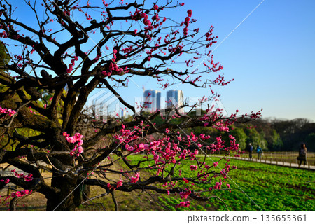 Spring: Red plum blossoms bloom in Hamarikyu Gardens and the Shiodome Buildings 135655361