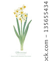 Watercolor vector illustration of daffodils 135655434