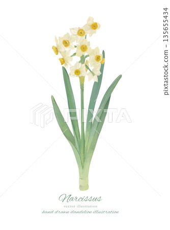 水仙花的水彩向量插圖 135655434