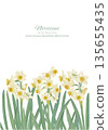 Watercolor background illustration of daffodils 135655435