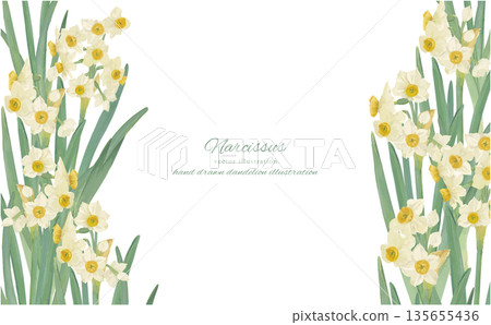 水彩水仙花背景邊框插圖 135655436