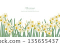 Watercolor daffodil background frame illustration 135655437