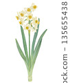 Raster illustration of a watercolor daffodil 135655438