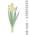 Watercolor illustration of a daffodil 135655439