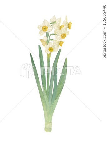 水仙花的水彩插圖 135655440