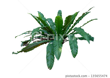 Asplenium nidus variegated or Bird nest fern Asplenium nidus variegated or Bird nest fern 135655474