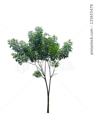 Green tree Green tree 135655479