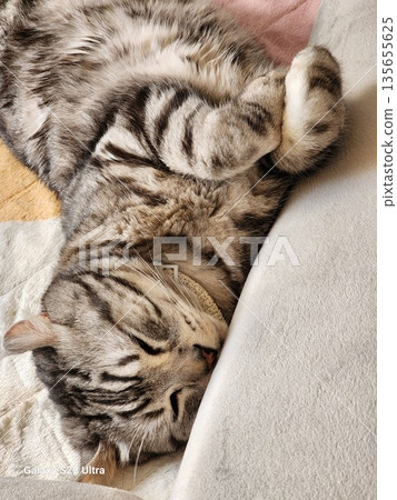 A sleeping cat A sleeping cat 135655625