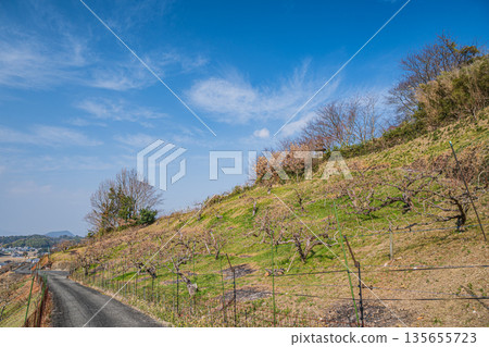 奈良縣飛鳥村冬季山坡果園景色 135655723
