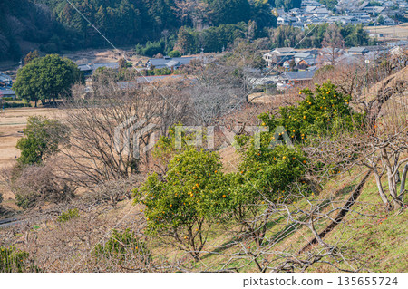奈良縣飛鳥村冬季山坡果園景色 135655724