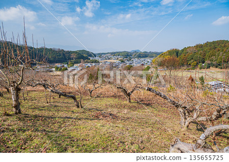 奈良縣飛鳥村冬季山坡果園景色 135655725