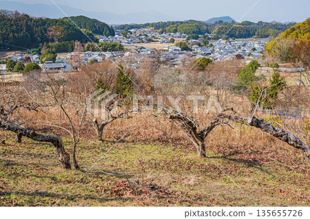 奈良縣飛鳥村冬季山坡果園景色 135655726