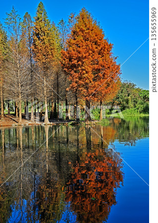Bald Cypress tree Bald Cypress tree 135655969
