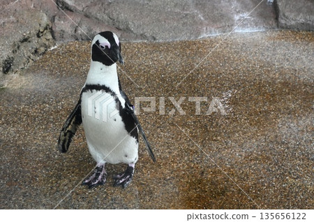 Penguin staring at you Penguin staring at you 135656122