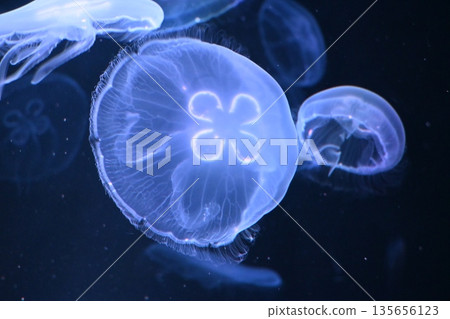 Moon jellyfish floating in an aquarium Moon jellyfish floating in an aquarium 135656123
