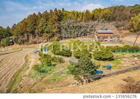 奈良縣飛鳥村冬季果園 奈良縣飛鳥村冬季果園 135656276