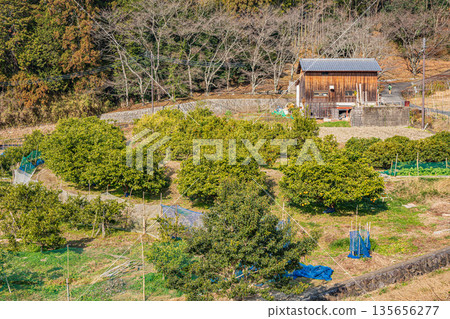 奈良縣飛鳥村冬季果園 奈良縣飛鳥村冬季果園 135656277