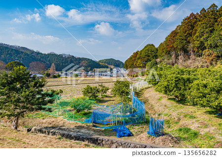 Winter orchard, Asuka Village, Nara Prefecture 135656282