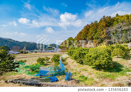 Winter orchard, Asuka Village, Nara Prefecture Winter orchard, Asuka Village, Nara Prefecture 135656283