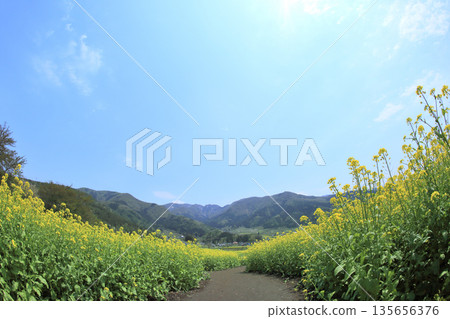 Nanohana公園 135656376