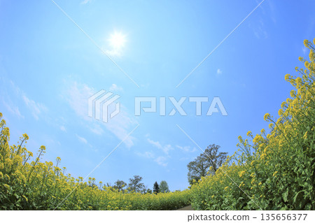 Nanohana公園 Nanohana公園 135656377