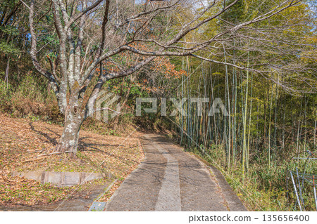 A road leading deep into the mountains, Asuka Village, Nara Prefecture 135656400
