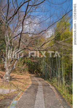 通往深山中的道路，奈良縣飛鳥村 135656401