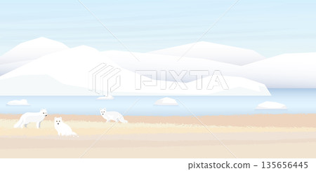 Arctic Fox family in tundra with coastal and iceberg behind vector illustration. Snow landscape concept have blank space. Arctic Fox family in tundra with coastal and iceberg behind vector illustration. Snow landscape concept have blank space. 135656445