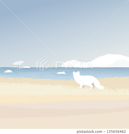 Arctic Fox in tundra seeing beluga whale in the ocean with coastal and iceberg behind vector illustration. Snow landscape concept have blank space. Arctic Fox in tundra seeing beluga whale in the ocean with coastal and iceberg behind vector illustration. Snow landscape concept have blank space. 135656462