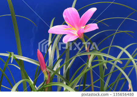 Saffron Moddoki Saffron Moddoki 135656480
