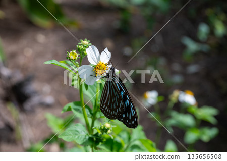 A very beautiful landscape of Minna Island in Okinawa Prefecture, Japan A very beautiful landscape of Minna Island in Okinawa Prefecture, Japan 135656508