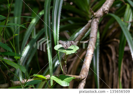 A very beautiful landscape of Minna Island in Okinawa Prefecture, Japan A very beautiful landscape of Minna Island in Okinawa Prefecture, Japan 135656509