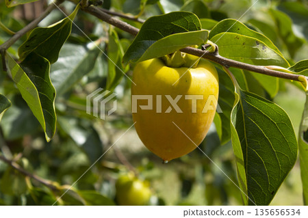 A persimmon tree with ripe orange fruit. A persimmon tree with ripe orange fruit. 135656534