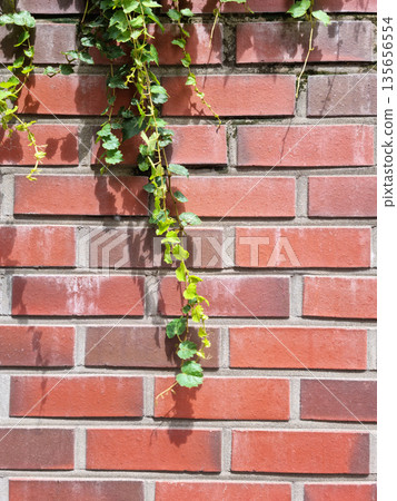It's a red brick wall and ivy. It's a red brick wall and ivy. 135656554