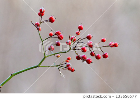 Rosaceae Noirose fruit Rosaceae Noirose fruit 135656577
