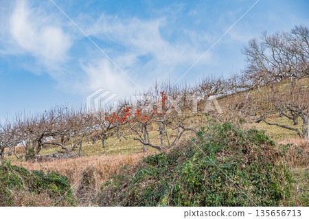 Winter scenery of Asuka Village, Nara Prefecture 135656713