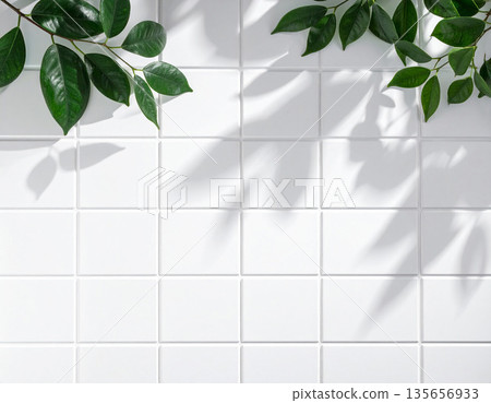 植物陰影和白色牆面背景。植物、磁磚、展示圖片素材。自然、美麗、潔淨。 135656933