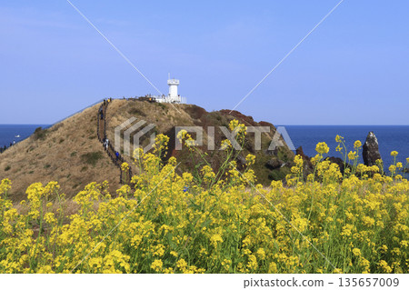 Seopjikoji in Jeju Island, where yellow rapreseed flowers are in bloom. 135657009