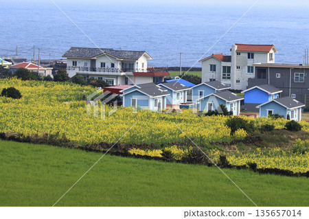 Udo Island in Jeju Island, where rapreseed flowers are in bloom. 135657014