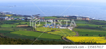 Udo Island in Jeju Island, where rapreseed flowers are in bloom. 135657017