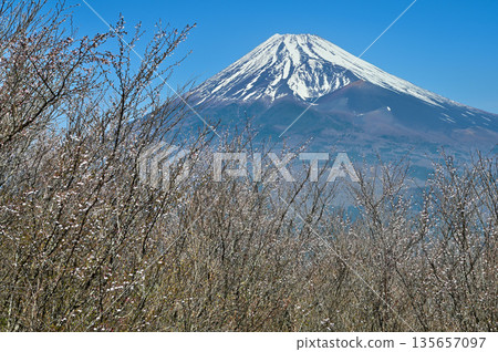 Mount Echizen in the Ashitaka Mountains, with cherry blossoms blooming on Fujimidai and Mount Fuji Mount Echizen in the Ashitaka Mountains, with cherry blossoms blooming on Fujimidai and Mount Fuji 135657097
