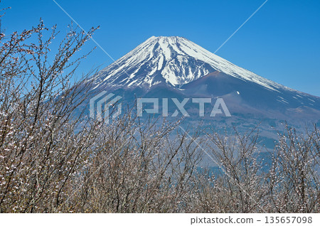 Mount Echizen in the Ashitaka Mountains, with cherry blossoms blooming on Fujimidai and Mount Fuji Mount Echizen in the Ashitaka Mountains, with cherry blossoms blooming on Fujimidai and Mount Fuji 135657098