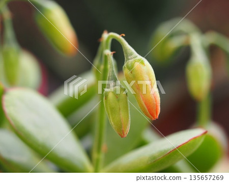 多肉植物 Cotyledon gorby 芽 135657269