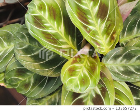 Houseplant Maranta leuconeura Houseplant Maranta leuconeura 135657272